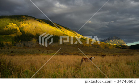 Crested Butte with Aspen Yellow Leafs and cows  34740608