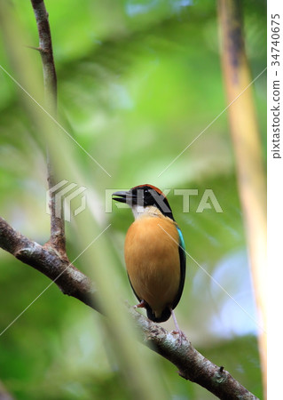 White-necked butterfly 34740675
