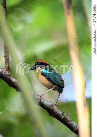 White-necked butterfly 34740680