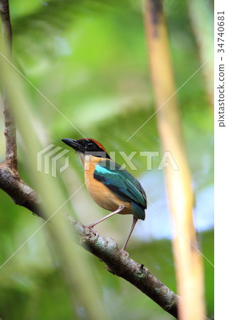 白頸蝴蝶 34740681