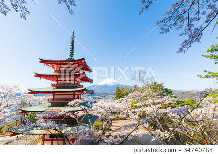 Mt. Fuji Cherry Blossoms Aomori Terao Tower Tamakura Mountain Asama Shrine 34740783
