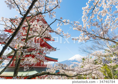 Mt. Fuji Cherry Blossoms Aomori Terao Tower Tamakura Mountain Asama Shrine 34740784