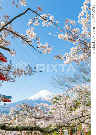 Mt. Fuji Cherry Blossoms Aomori Terao Tower Tamakura Mountain Asama Shrine 34740785