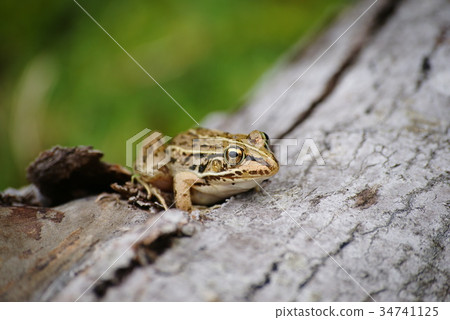 Tonosawa frog 34741125