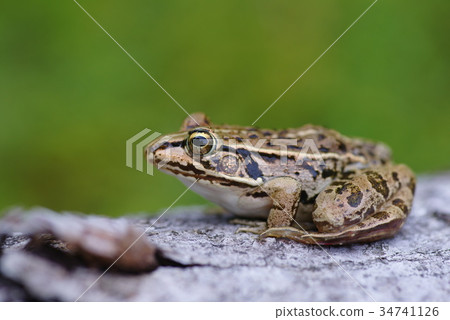 Tonosawa frog 34741126