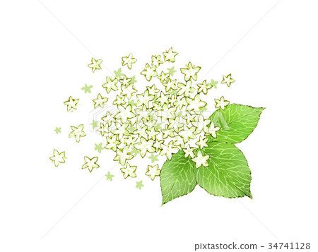 Elderflower Elderflower 34741128