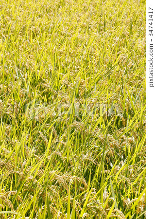 Paddy field 34741417