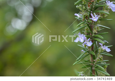 Rosemary Flower 34741469