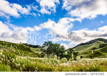 Tomine plateau plateau Susuki 34741565