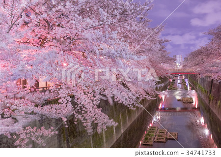 [Itabashi] A row of cherry blossom trees in the Ishigami Igawa 34741733