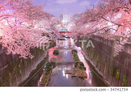 [Itabashi] A row of cherry blossom trees in the Ishigami Igawa 34741734