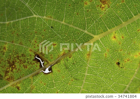 Macro photography detail of leaf texture 34741804