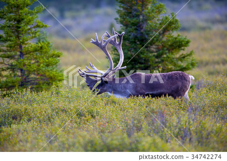 Caribou 34742274