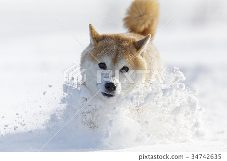 Shiba Inu in winter Shiba Inu in winter 34742635