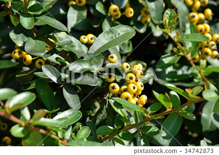 Pirakansa Pirakansa 34742873