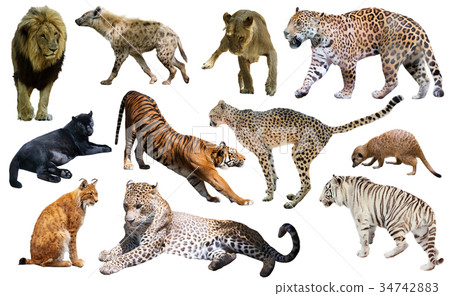 Set of African predators isolated over white Set of African predators isolated over white 34742883