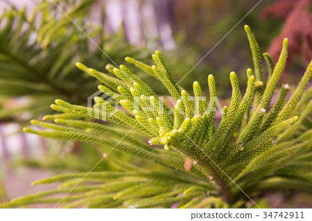evergreen araucaria heterophylla 34742911