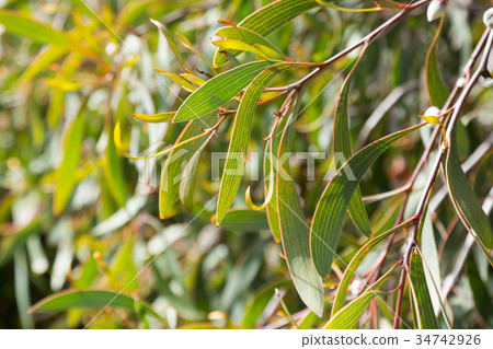 hakea laurina leaves outdoors 34742926