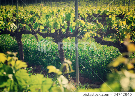 Vineyards located among mountains, hills, meadows 34742940