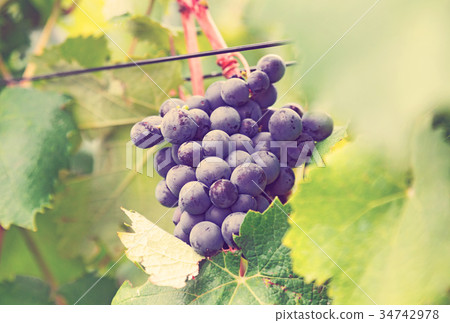 Close-up of vineyards plant in august day 34742978