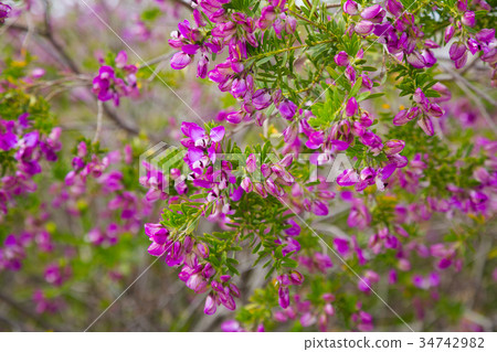 polygala myrtifolia flowers 34742982