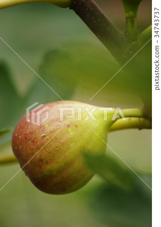 FIG FIG 34743737
