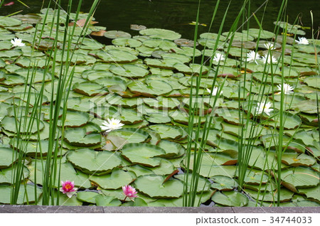 Native aquatic plant (water lily) scenery Native aquatic plant (water lily) scenery 34744033