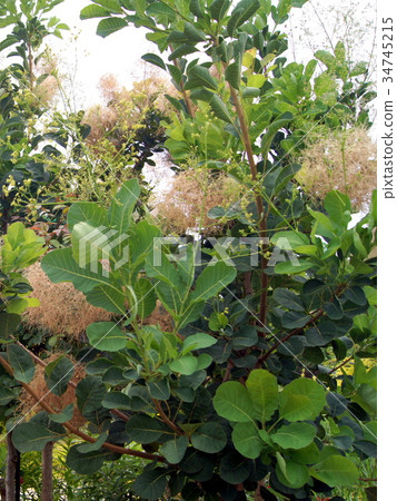 可爱 照片 烟树(小姐) 首页 照片 姿势_表情_动作 表情 可爱 烟树