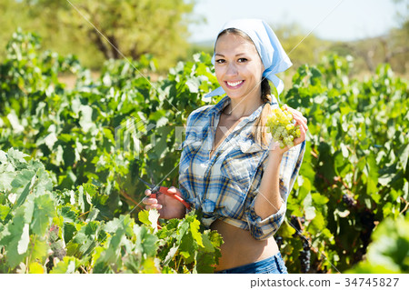 Young happy female picking ripe grapes on vineyard 34745827