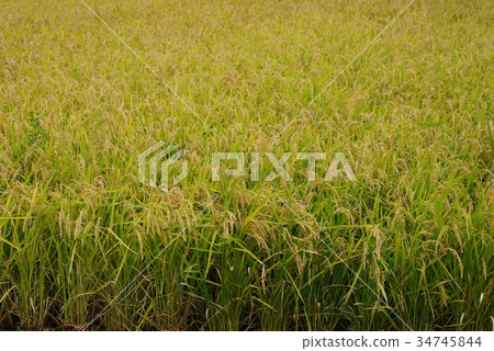 Rice field Rice field 34745844