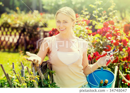 Blond woman taking care of red rose bushes 34748047