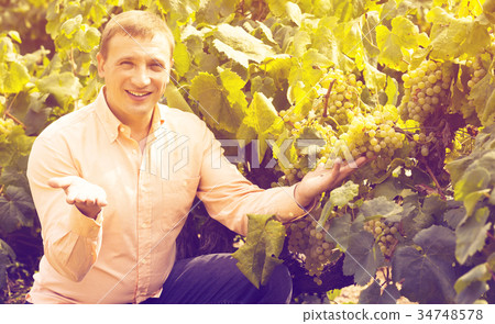 farmer near grapes in vineyard . farmer near grapes in vineyard . 34748578