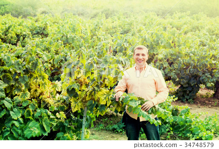 farmer near grapes in vineyard . farmer near grapes in vineyard . 34748579