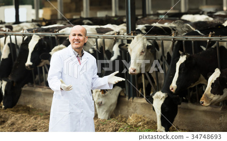 Portrait of male caring cows 34748693