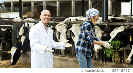 图库照片: couple of vets working with milky cows