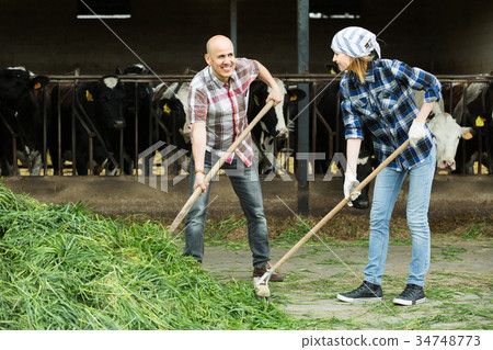 two fermers preparing grass two fermers preparing grass 34748773