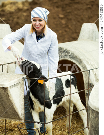 Female employee posing with young cattle 34748899