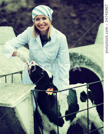 Female employee posing with young cattle Female employee posing with young cattle 34748967