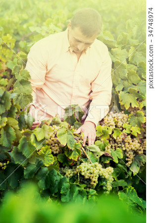 farmer near grapes in vineyard . 34748974