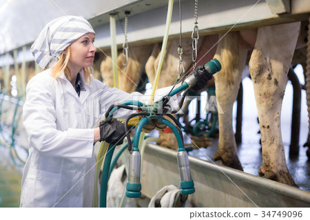 Farm milkmaid in barn with cow milking machines Farm milkmaid in barn with cow milking machines 34749096