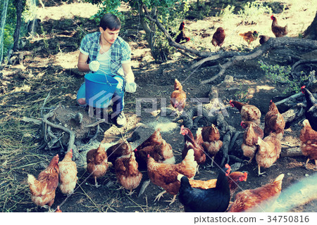 Farmer with bucket on poultry farm. Farmer with bucket on poultry farm. 34750816