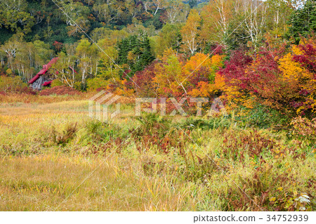 Tsugaike Nature Park Autumn leaves Tsugaike Nature Park Autumn leaves 34752939