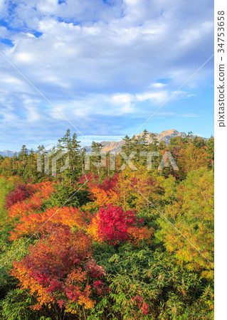 Tsugaike Nature Park Autumn leaves 34753658