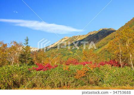 Tsugaike Nature Park Autumn leaves 34753688