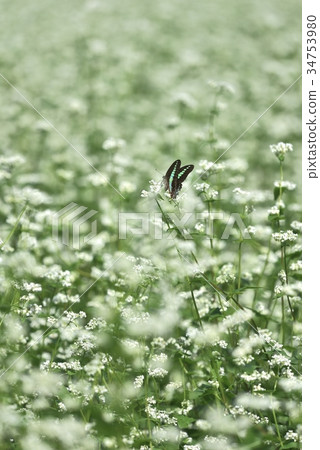 Butterflies in the buckwheat field 34753980