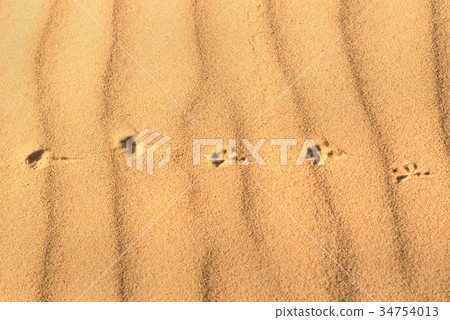 Animal tracks on sand Animal tracks on sand 34754013