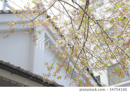 Yanaka Misakizaka，Taito-ku，東京Sanzaki櫻花 34754198