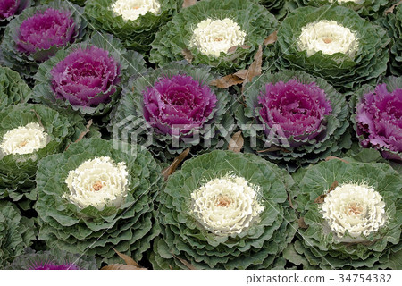 flowerbed, white, vegetation, field, garden flowerbed, white, vegetation, field, garden 34754382