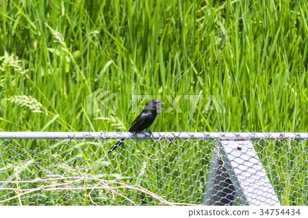 烏秋 大捲尾 烏鴉 小捲尾 鳥 自然 生物 生態 烏秋 大捲尾 烏鴉 小捲尾 鳥 自然 生物 生態 34754434