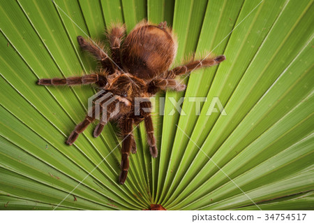 Tarantula the spider Tarantula the spider 34754517